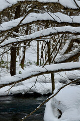 Snow piling up on tree branches

