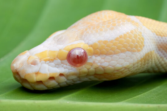 Albino Ball Python Snake - Close-up