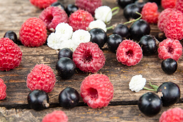 Ripe, juicy red raspberries and black currants are beautifully scattered on wooden boards.