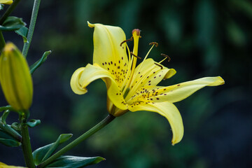 Large yellow lily flower, close up. The plant grows in the garden.