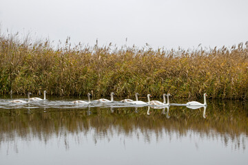 Family of swans. Swans floating together on the river.
