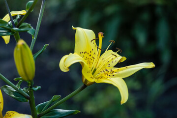 Large yellow lily flower, close up. The plant grows in the garden.