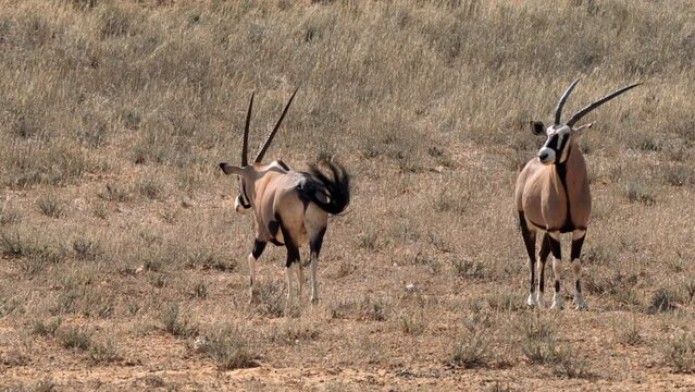 South African oryx, or oryx gazella, or Oryx beisa, or Gemsbok, antelope, in Kgalagadi Transfrontier Park, South Africa
