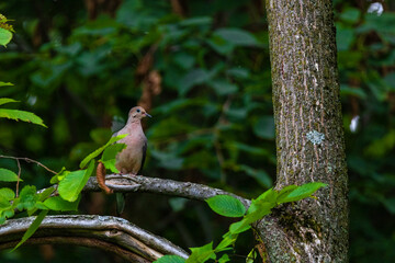 Bird sitting on a branch
