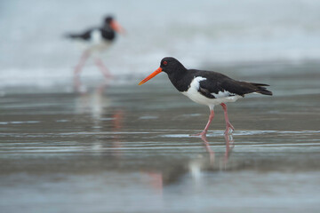 Eurasian Oystercatcher (Haematopus ostralegus) adult walking across the shoreline on the beach with...