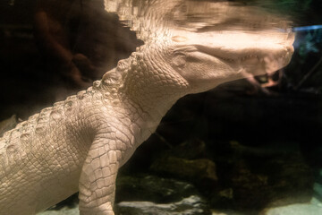 albino white aligator in newport aquarium