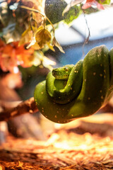 snake coiled up sitting on a branch at Newport aquarium