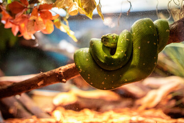 snake coiled up sitting on a branch at Newport aquarium