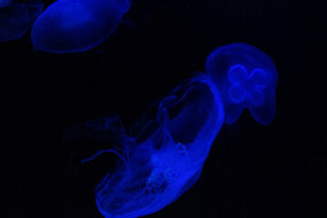 Jelly fish glowing blue at Newport aquarium