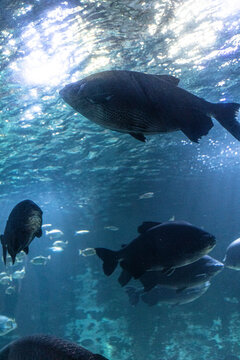 Fish Swimming Around At Newport Aquarium