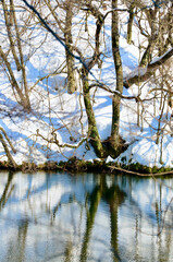 Trees and snow like spiders when reflected in the lake
