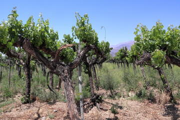 Amazing vineyards at Cafayate, Argentina, on November, 2022