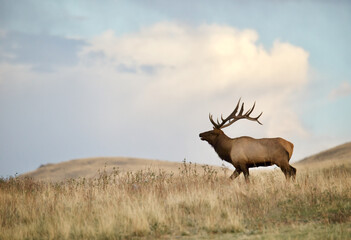 Rocky Mountain Elk in prairie grassland habitat during autumn rut / hunting season