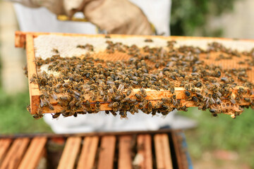 A beehive with bees. Close up macro.