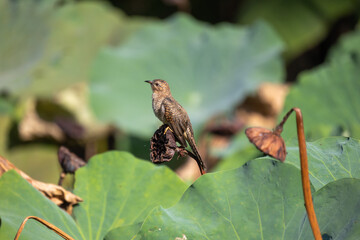 Female Plaintive Cuckoo