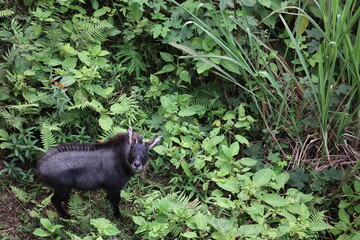 Serow in Khao Yai national park, Thailand.