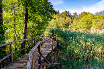 A natural path on a beautiful forest walk on a sunny day. The super relaxing vibe comes from this picture because of the amount of nature.