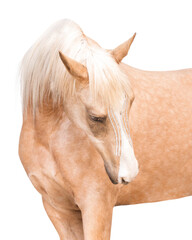 Portrait of a palomino horse bending neck towards body headshot, with crystal diamontes on head...