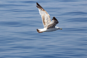 Seagull in flight over the Adriatic Sea