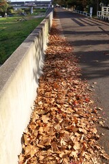 November 2022, Sendai City, Miyagi Prefecture.Scenery of Hirose riverbed.