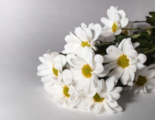 White chrysanthemums with yellow centers lying on a gray background