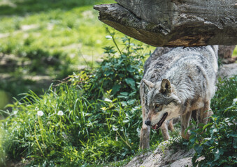 wild wolf in the woods