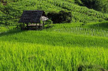 Beautiful scenery of Pa Bong Piang rice terraces. Rice fields on a hill with view of mount at Mae Chem of Chiang Mai in Thailand.