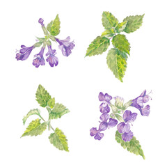 hand painted watercolor illustrations of nepeta catmint, isolated on white background - obrazy, fototapety, plakaty
