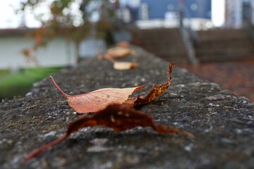 November 2022, Sendai City, Miyagi Prefecture.Scenery of Hirose riverbed.