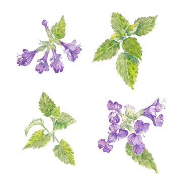 hand painted watercolor illustrations of nepeta catmint, isolated on white background