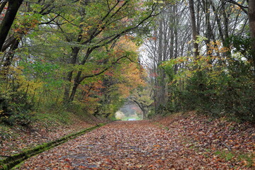 日本の秋の風景。秋の紅葉