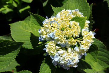 Close up of Bouquet of soft blue hydrangea with small closed buds. Hydrangea macrophylla or...