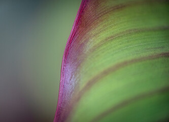 Abstract capture of red canna lily leaf - obrazy, fototapety, plakaty
