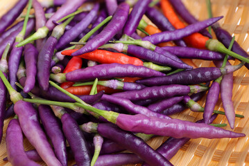 Close up of Fresh purple chilli, Purple 'Buena Mulata' hot chili pepper on white background.Top view