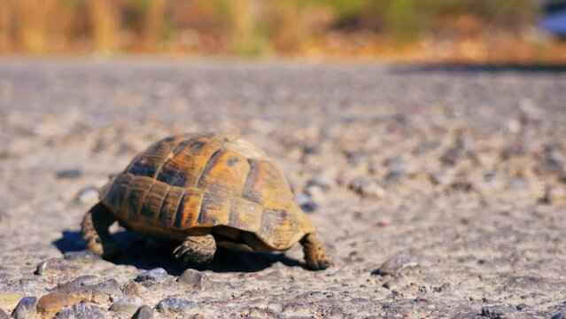 turtle moving on the rocky road, closeup view. High quality 4k footage