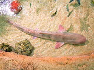 shark in the aquarium