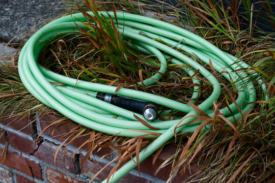An old faded green garden hose coiled up in a patch of tall dead grass. 