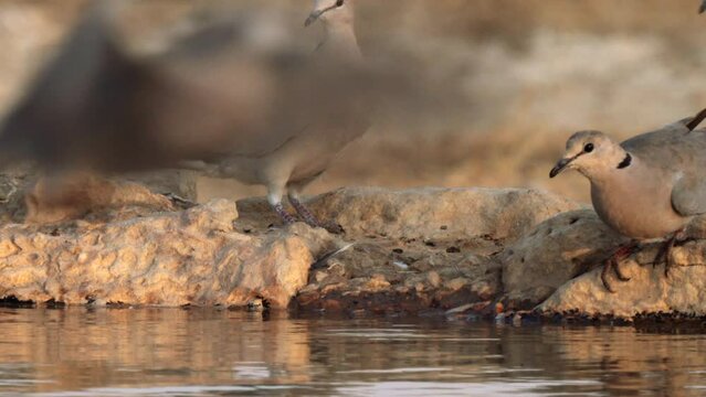 Cape Turtle Dove, or streptopelia capicola, drinking water in a waterhole in Kgalagadi Transfrontier Park, South Africa