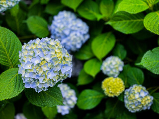 Hydrangea