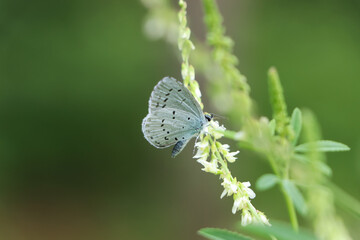 Closeup view of beautiful butterfly on flower against blurred background. Space for text