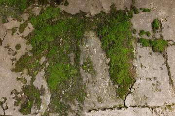 Textured surface with moss as background, top view - Powered by Adobe