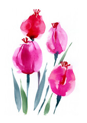 Watercolor flowers on a white background. Tulips are pink, painted with a brush by hand. Floral illustration for the design of invitations, postcards, banners