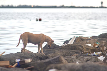 Dog on the Seashore