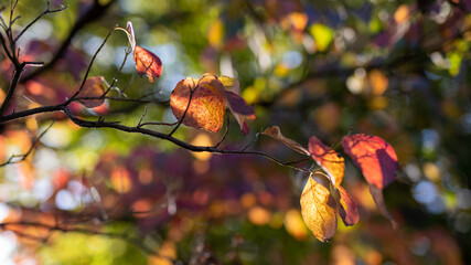 秋のオレンジ色の葉と玉ボケ