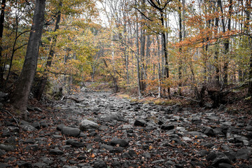 stream in autumn woods
