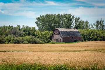 A red barn on the prairies in Saskatchewan with a wheat field ready for harvest in the foreground © Nancy Anderson