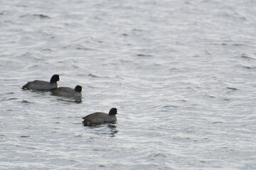 Three coots swimming on sea