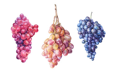 Set watercolor hand-drawn pink and purple grapes isolated on white background. Summer autumn sweet food berries. Fruit berry dessert. Clipart for menu cafe, sticker, wallpaper wrapping sketchbook