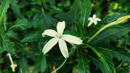 white flower in the garden