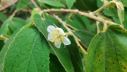 flower on green background